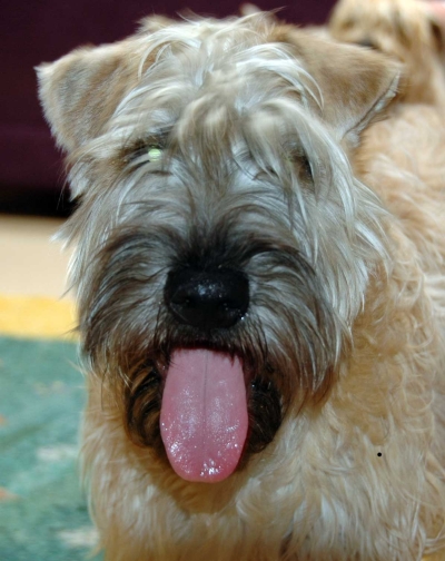 Bowie