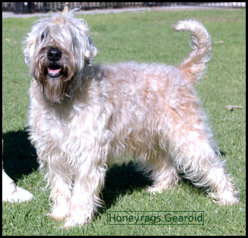 ragamuffin